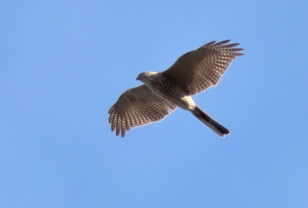 Collared Sparrowhawk - ML641230366