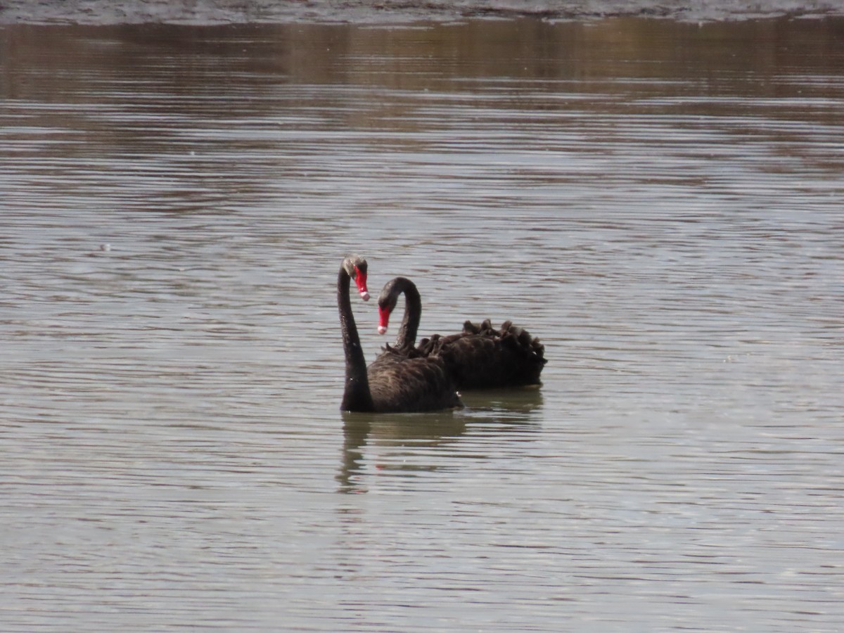 Black Swan - ML641230374