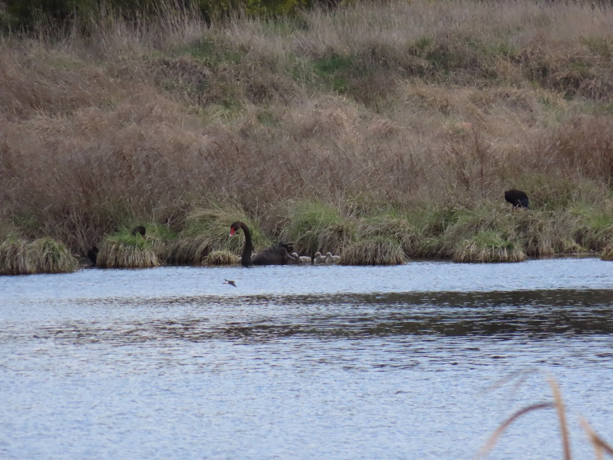Black Swan - ML641230377