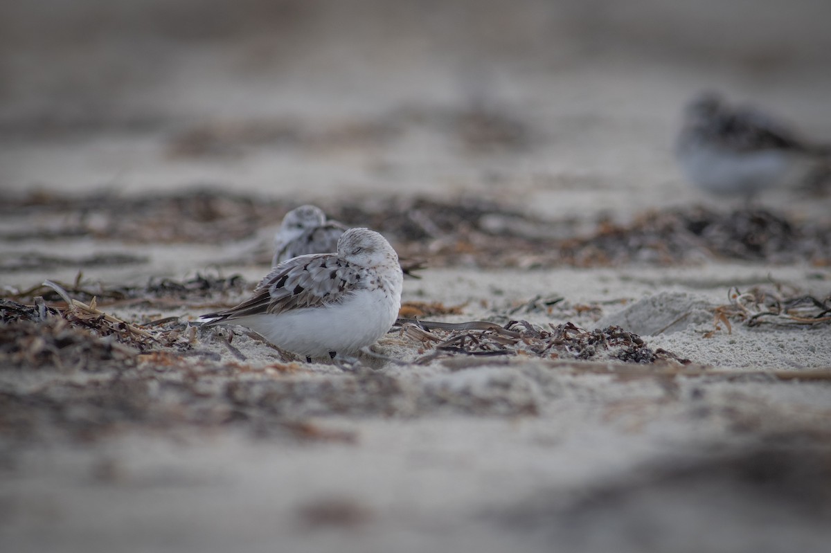 Sanderling - ML641230380