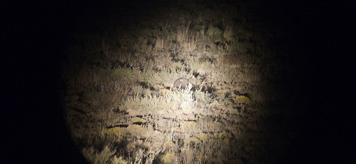 African Wildcat - ML641230386