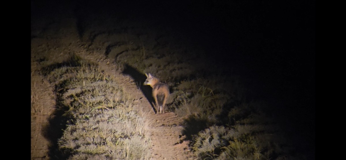 Southern Aardwolf - ML641230391