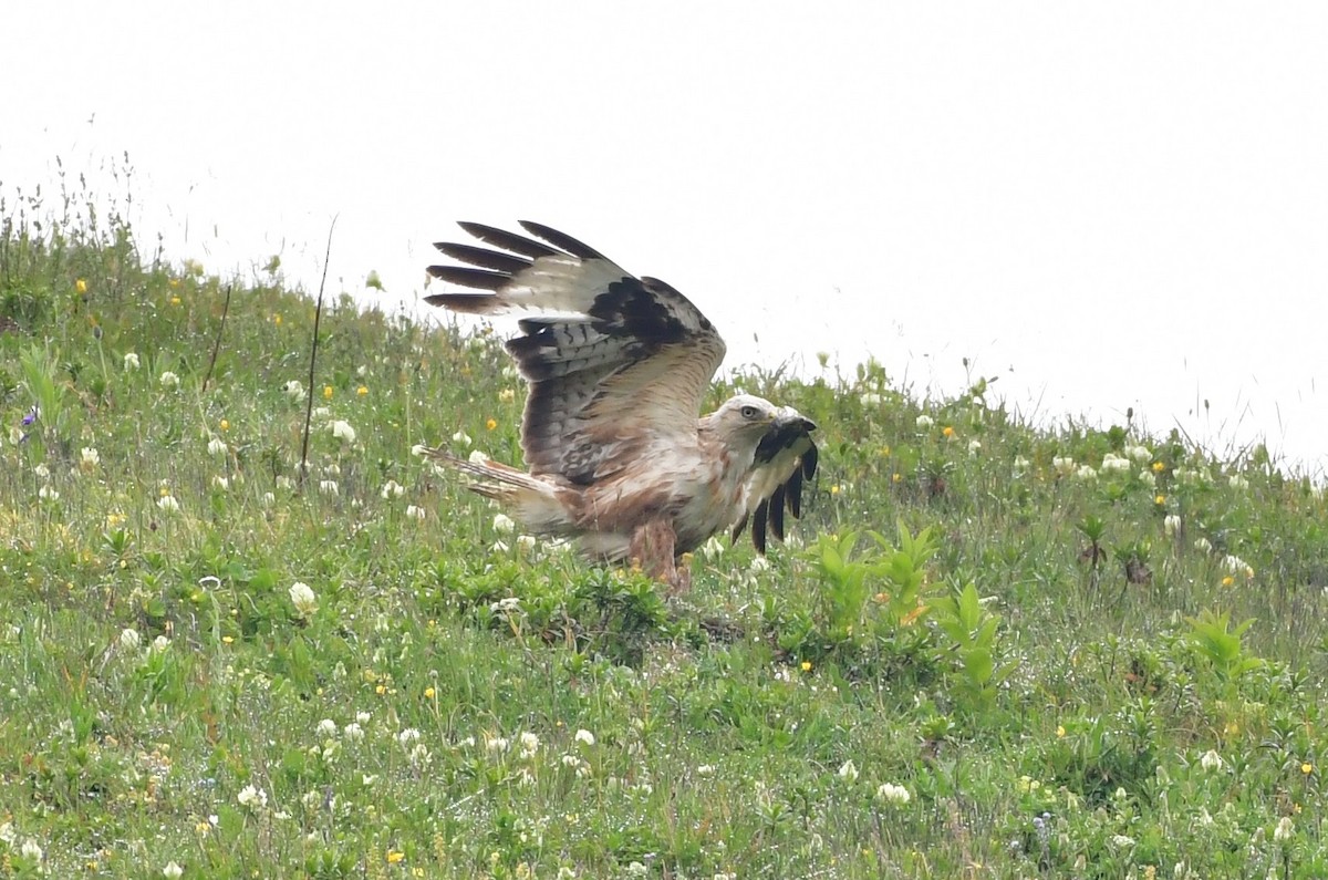 Kızıl Şahin - ML641230470