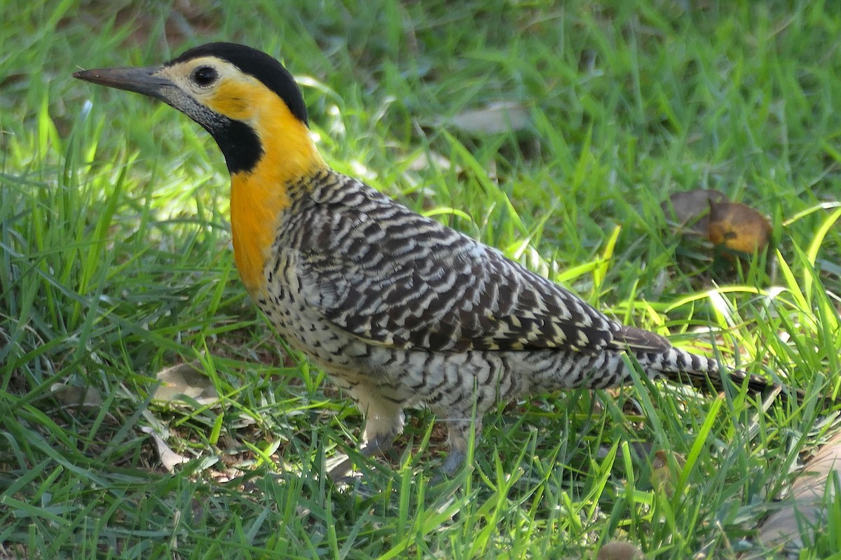 Kır Ağaçkakanı (campestris) - ML641230471