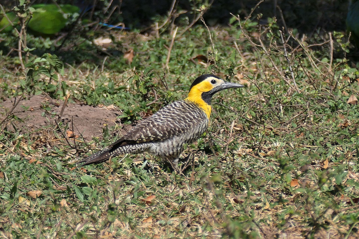 Kır Ağaçkakanı (campestris) - ML641230472