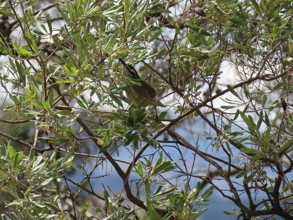 Yellow-faced Honeyeater - ML641230504