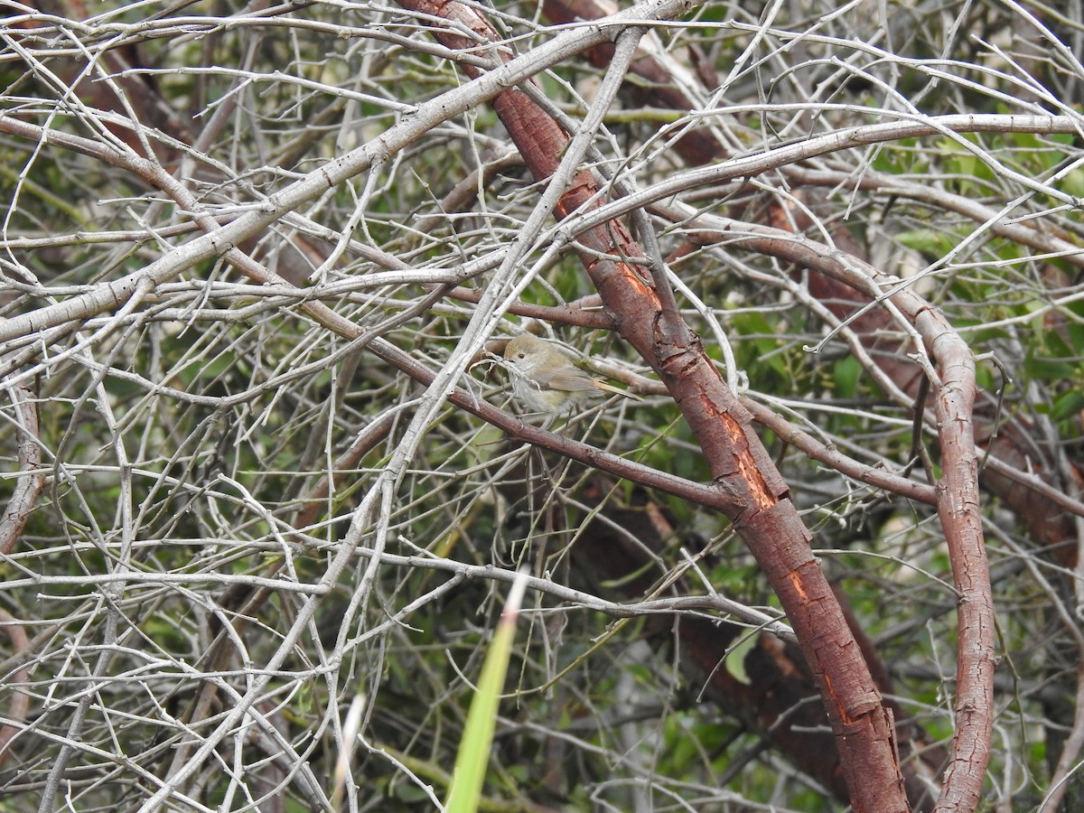 Brown Thornbill - ML641230537