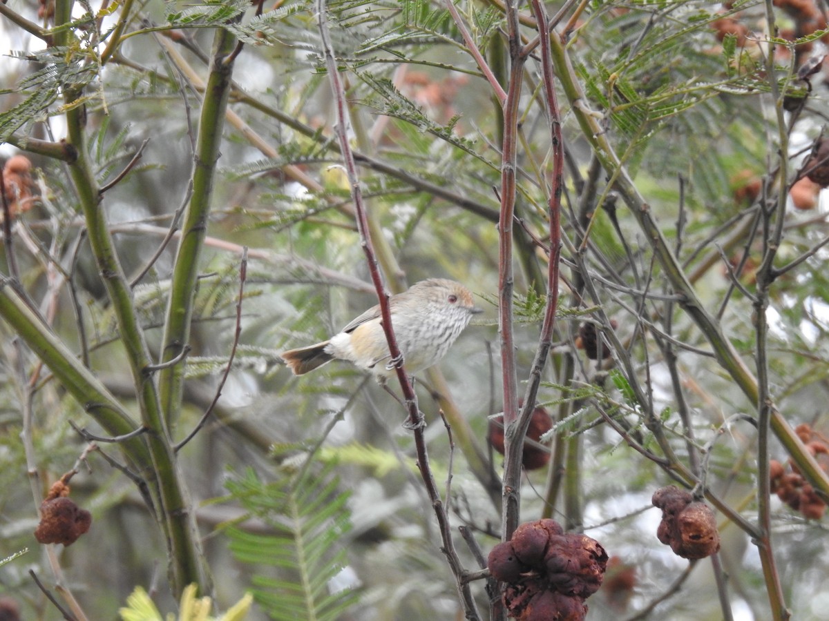 Brown Thornbill - ML641230538