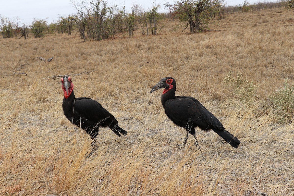 rødmaskehornravn - ML641230564
