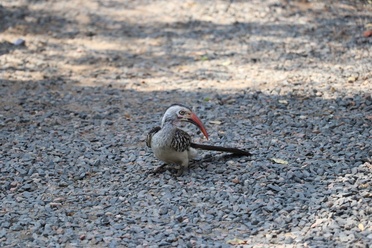 Southern Red-billed Hornbill - ML641230597