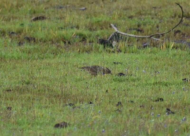 Malabar Lark - ML641230635