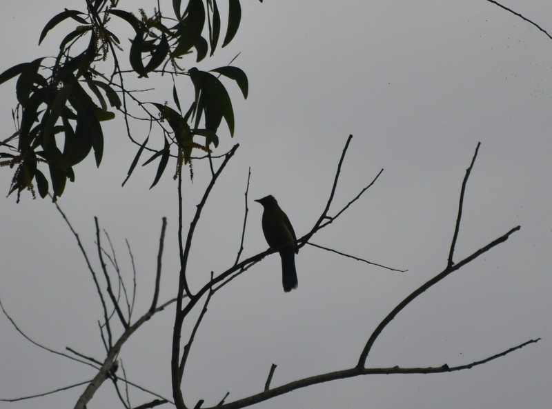Gray-headed Bulbul - ML641230637