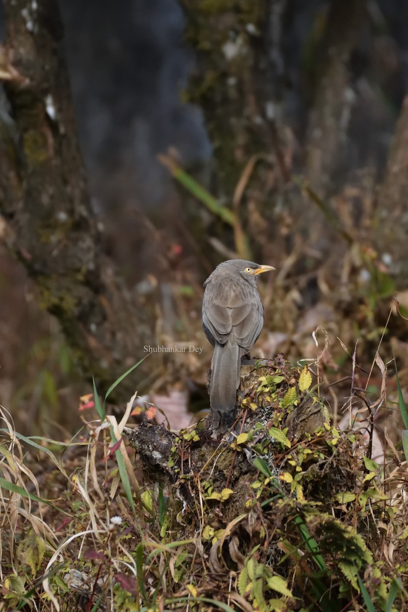 Jungle Babbler - ML641230638