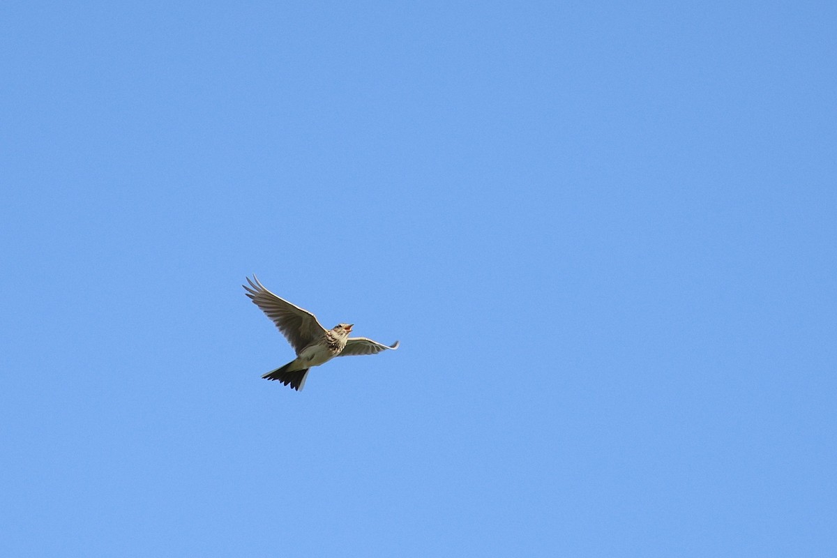 Eurasian Skylark - ML641230650