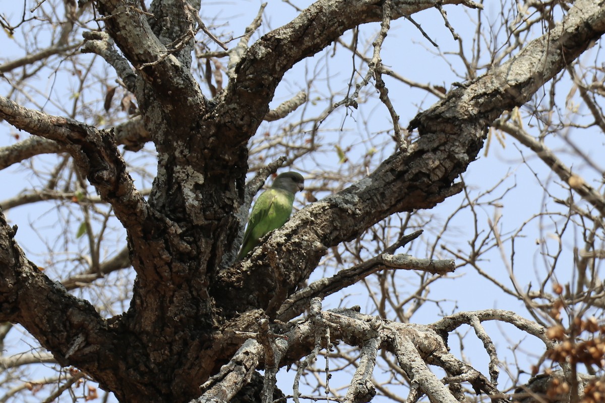 Cape Parrot - ML641230679