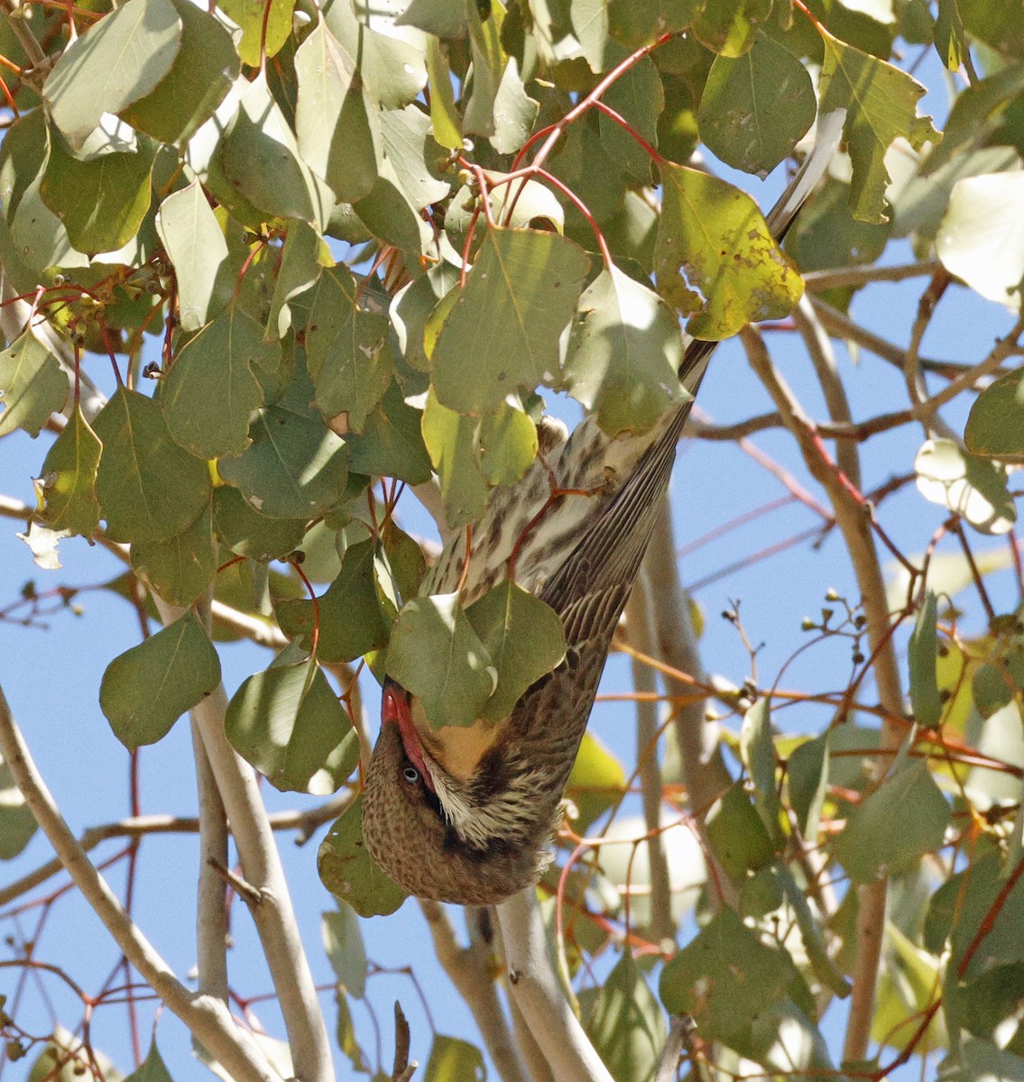 Spiny-cheeked Honeyeater - ML641230687