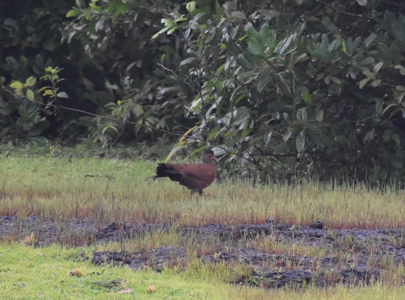 Red Spurfowl - ML641230688