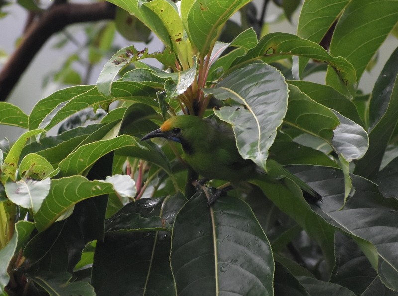 Golden-fronted Leafbird - ML641230748