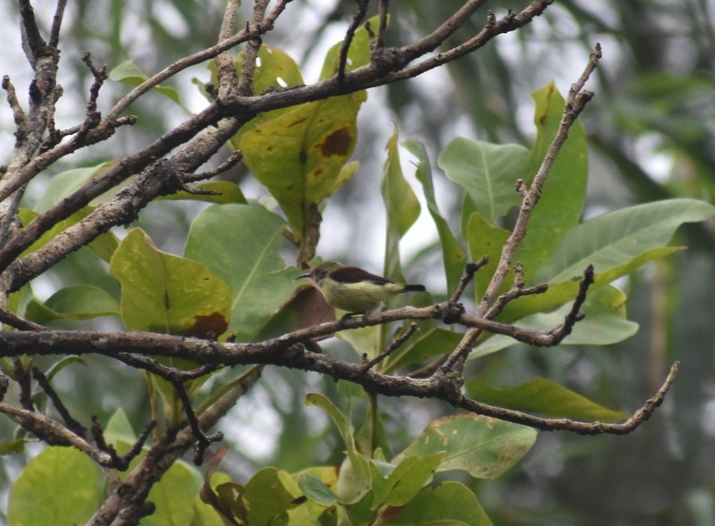 Crimson-backed Sunbird - ML641230749