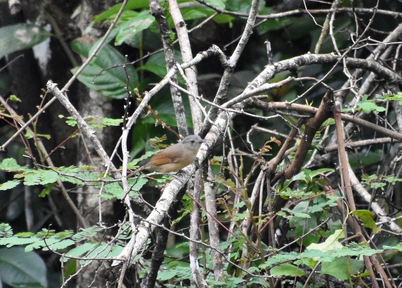 Brown-cheeked Fulvetta - ML641230755