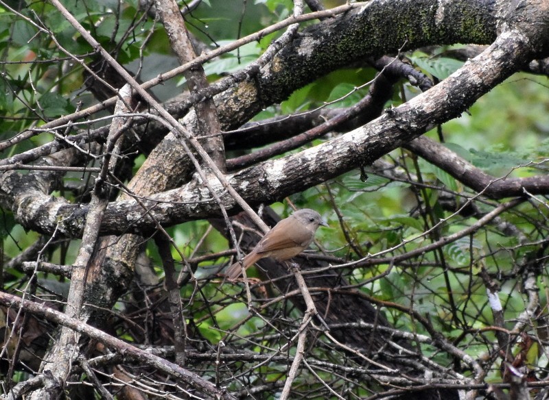 Brown-cheeked Fulvetta - ML641230756