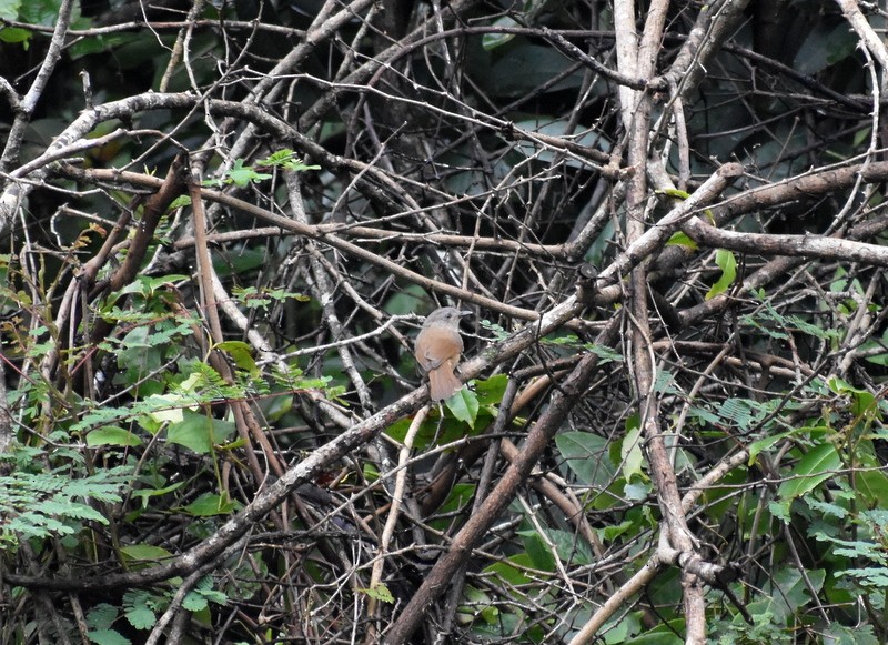 Brown-cheeked Fulvetta - ML641230757