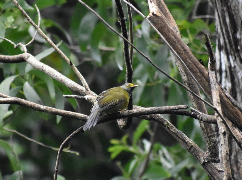Gray-headed Bulbul - ML641230762