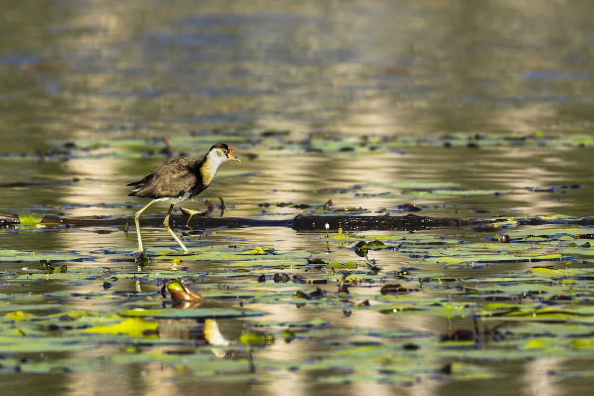 Comb-crested Jacana - ML641230766
