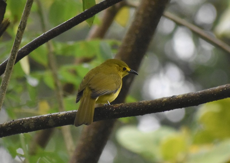 Yellow-browed Bulbul - ML641230768