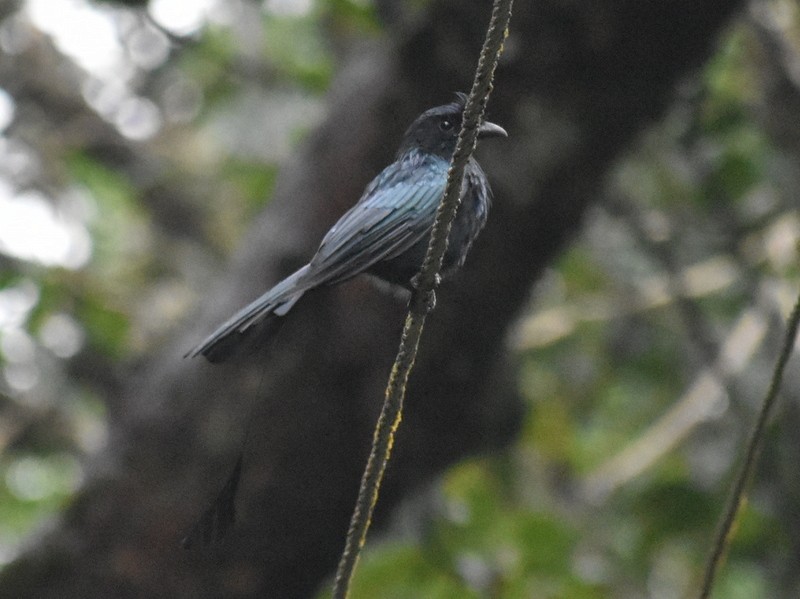 Greater Racket-tailed Drongo - ML641230775
