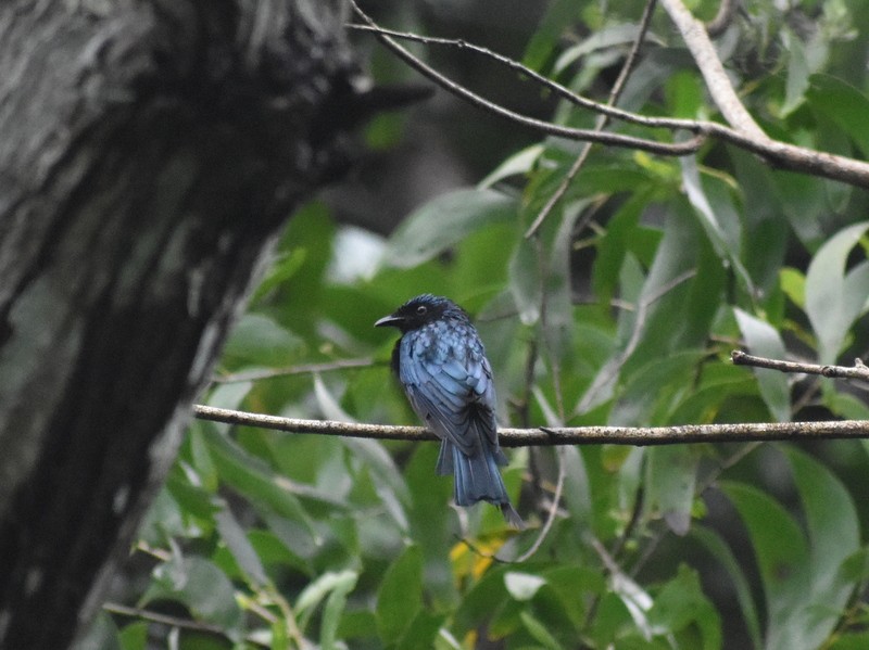 Bronzed Drongo - ML641230777