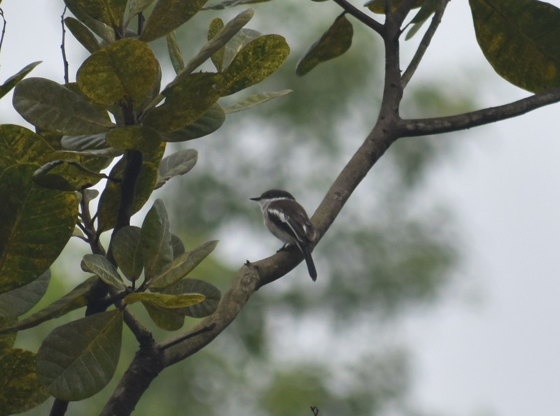 Bar-winged Flycatcher-shrike - ML641230788