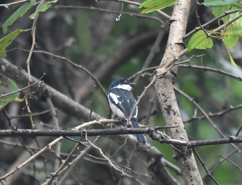 Bar-winged Flycatcher-shrike - ML641230789