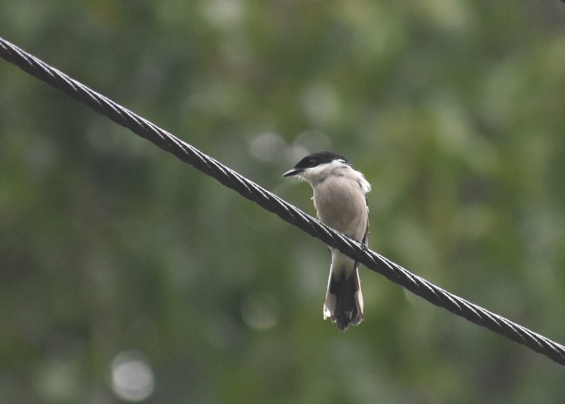Bar-winged Flycatcher-shrike - ML641230790