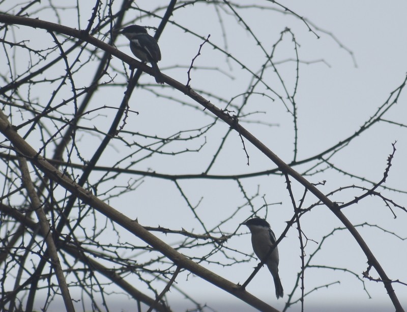 Bar-winged Flycatcher-shrike - ML641230791