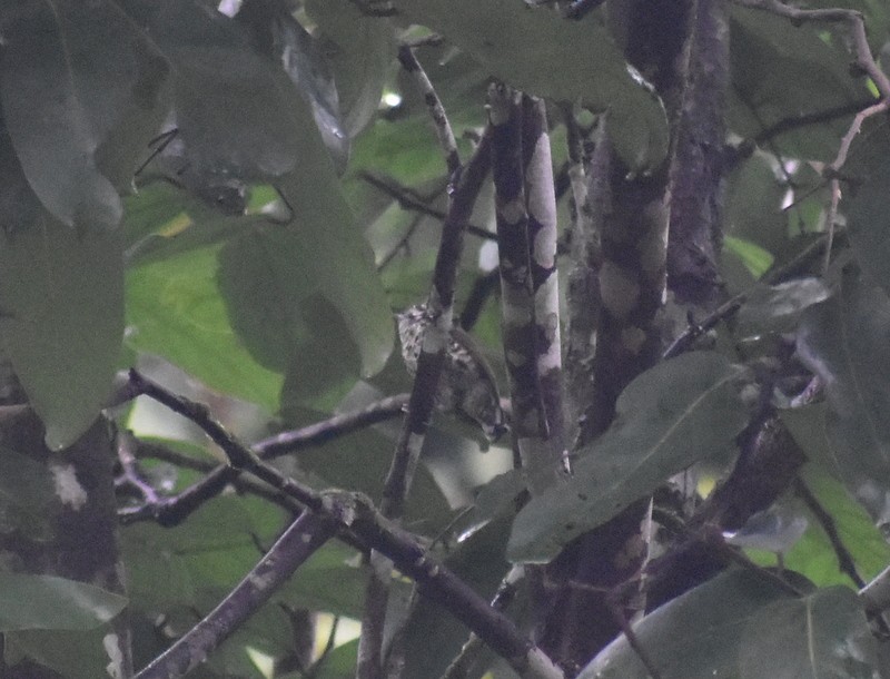 Speckled Piculet - ML641230801