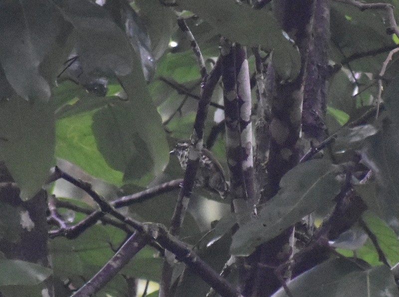 Speckled Piculet - ML641230802