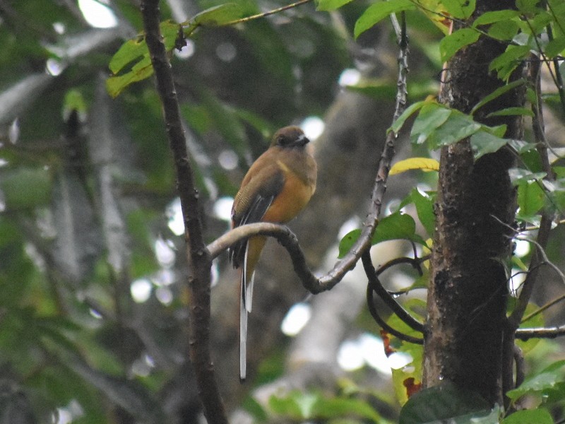 Malabar Trogon - ML641230805
