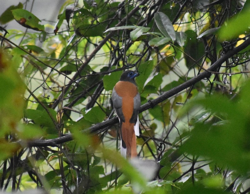 Malabar Trogon - ML641230806