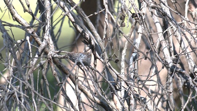 Willie-wagtail - ML641230832