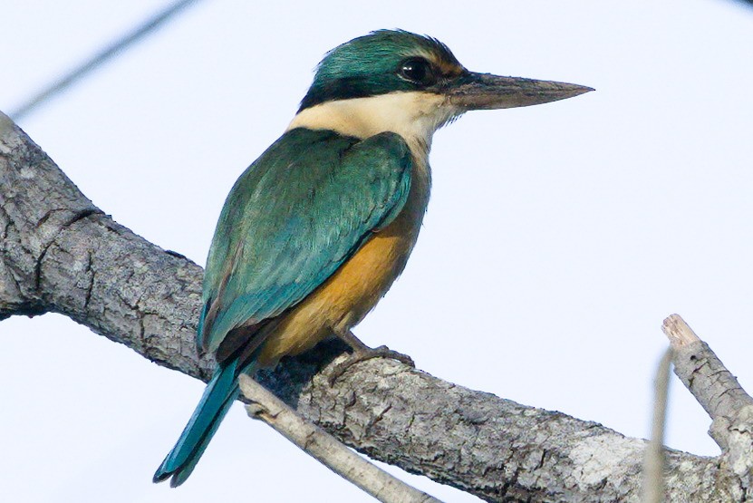Sacred Kingfisher - ML641230851