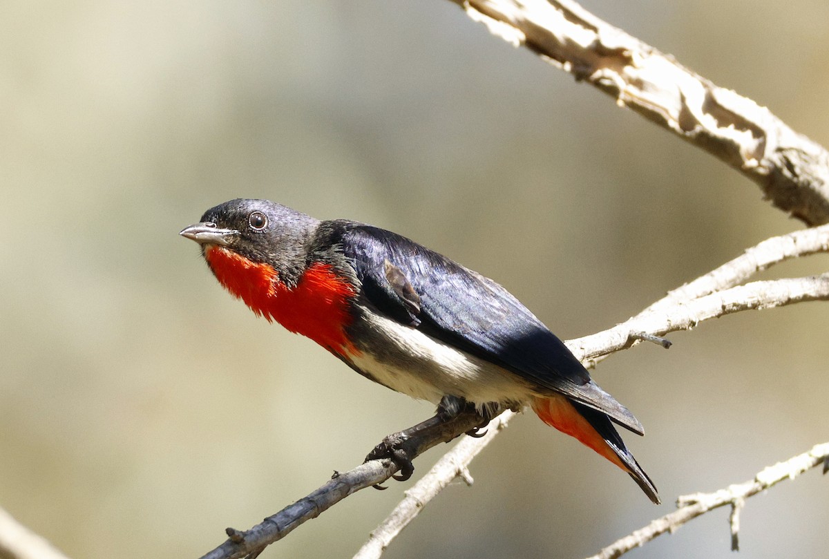 Mistletoebird - ML641230859