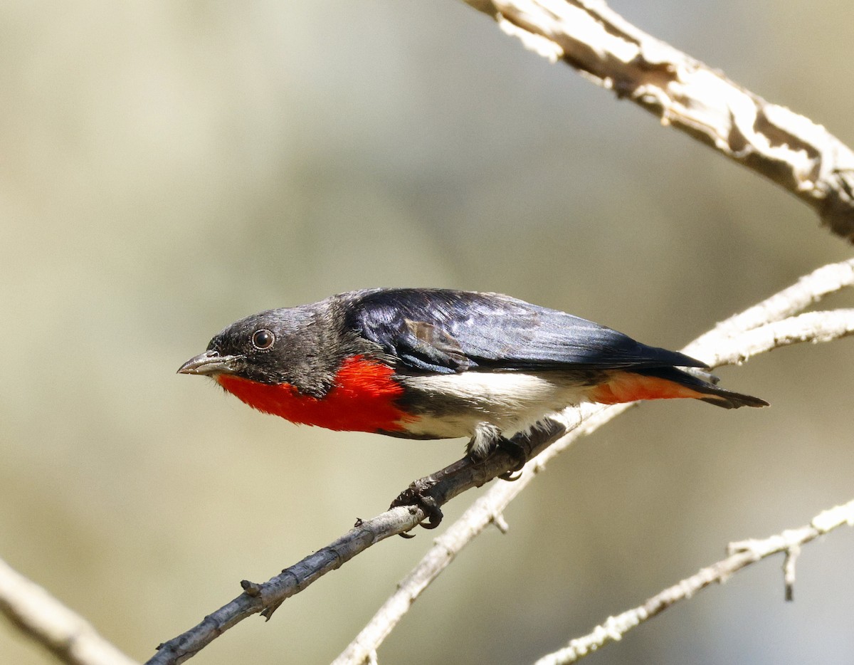 Mistletoebird - ML641230860