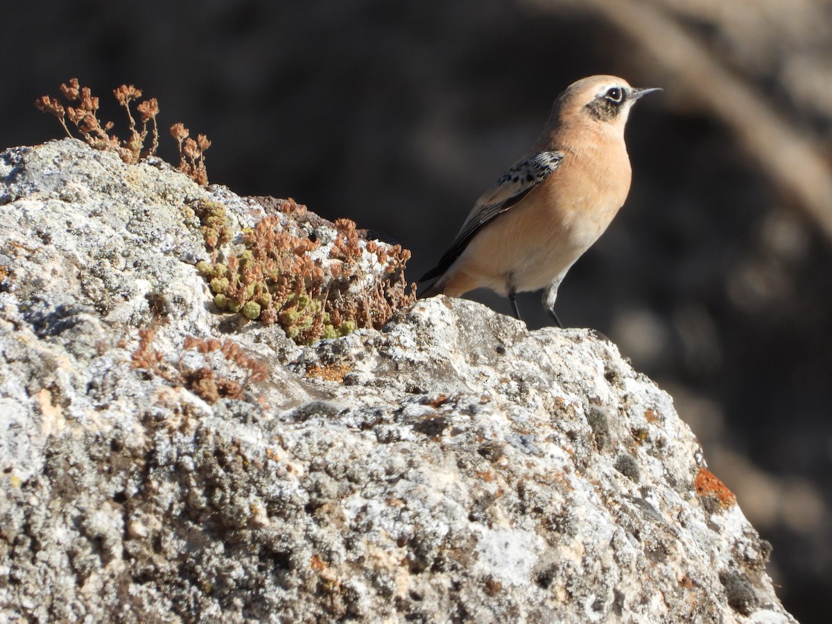 Collalba Rubia Occidental - ML641230888