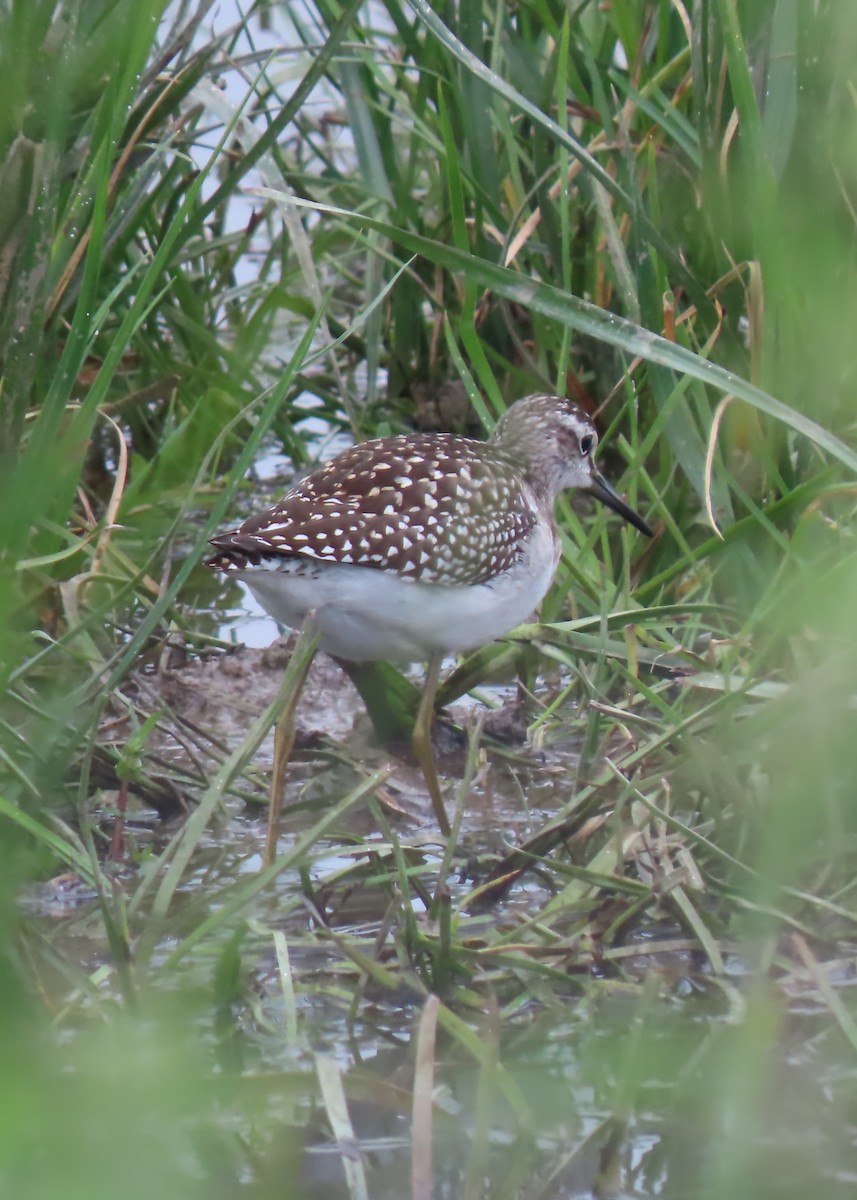 Wood Sandpiper - ML641230933