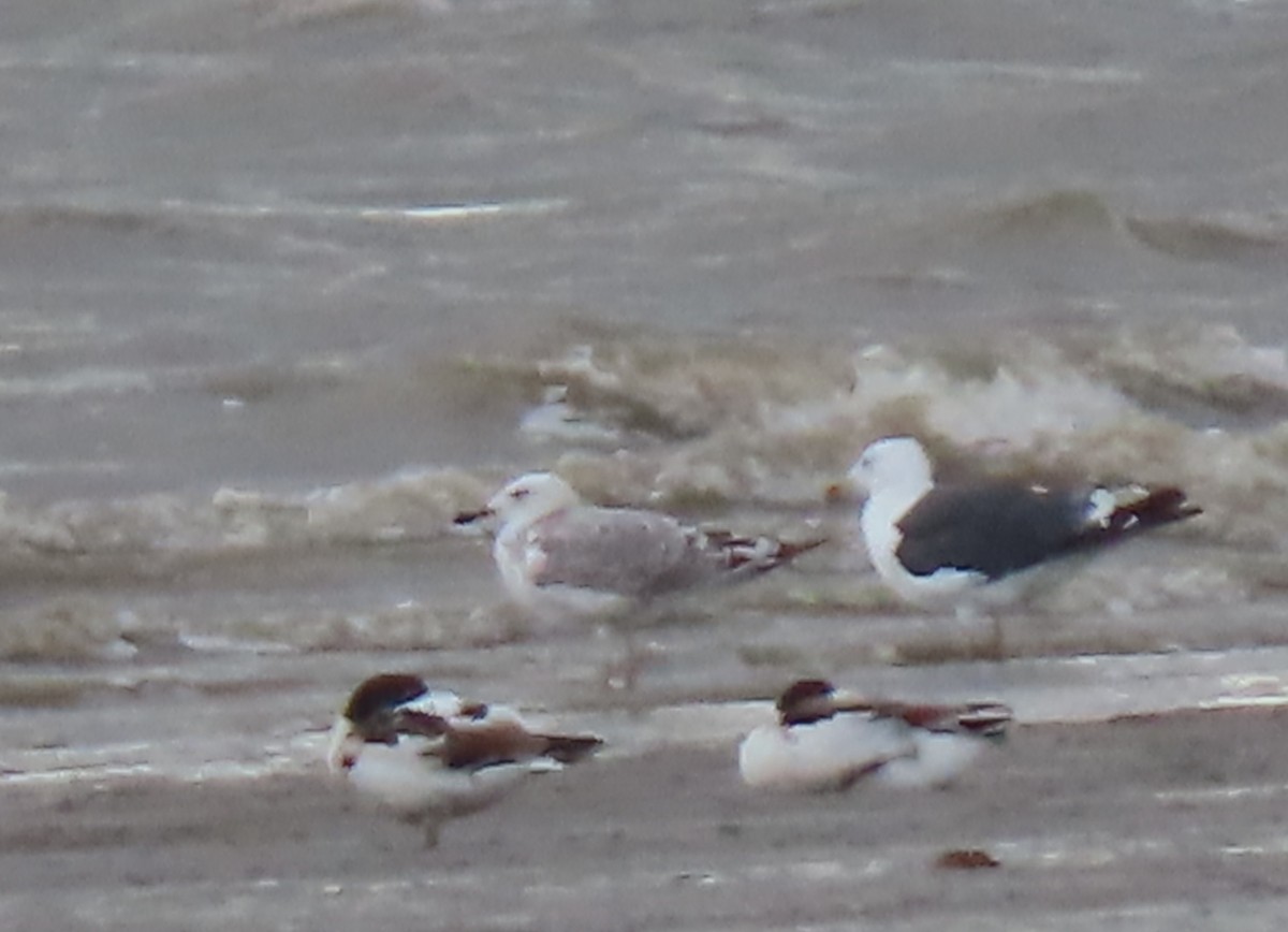 Caspian Gull - ML641230936