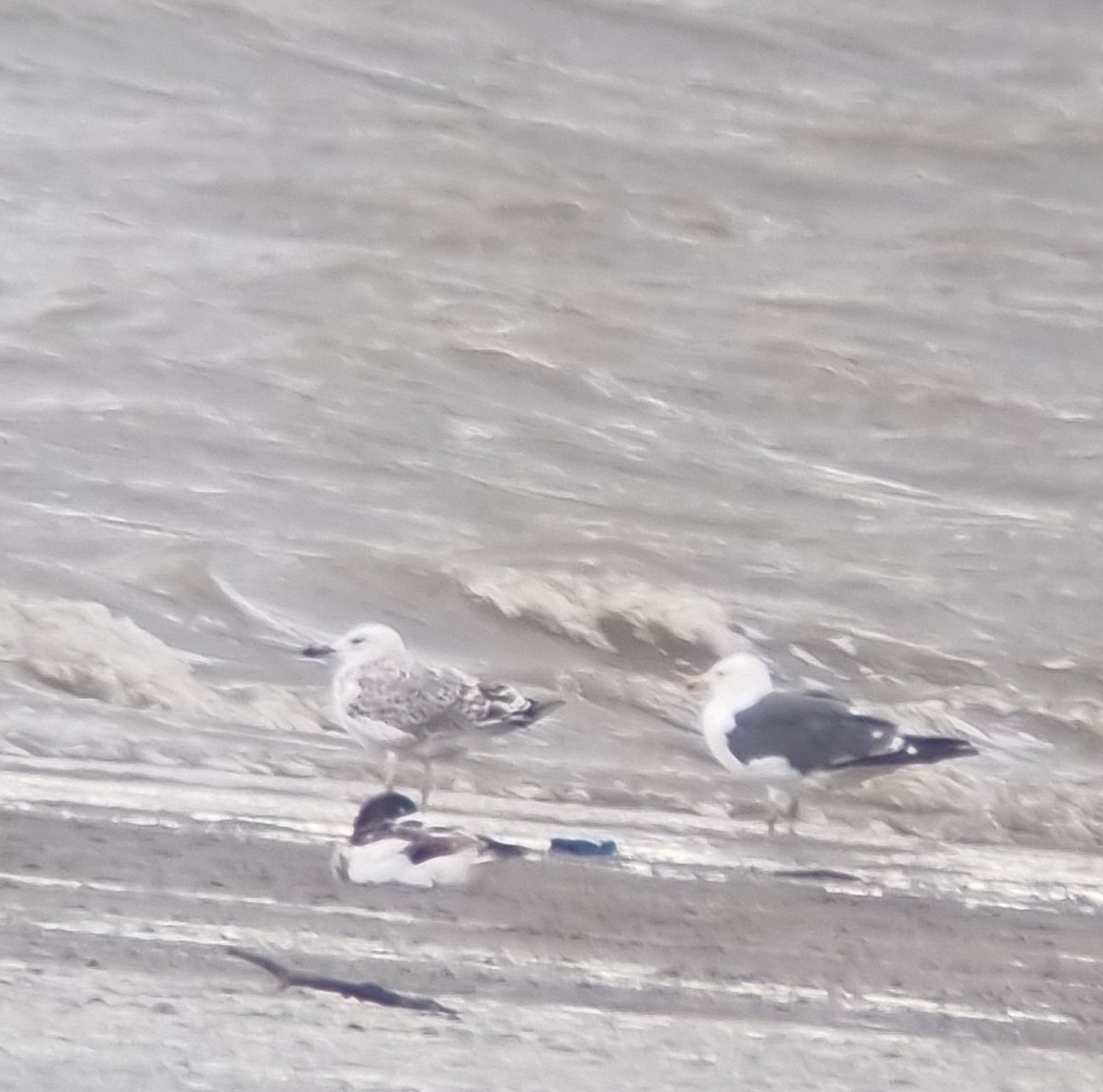 Caspian Gull - ML641230937