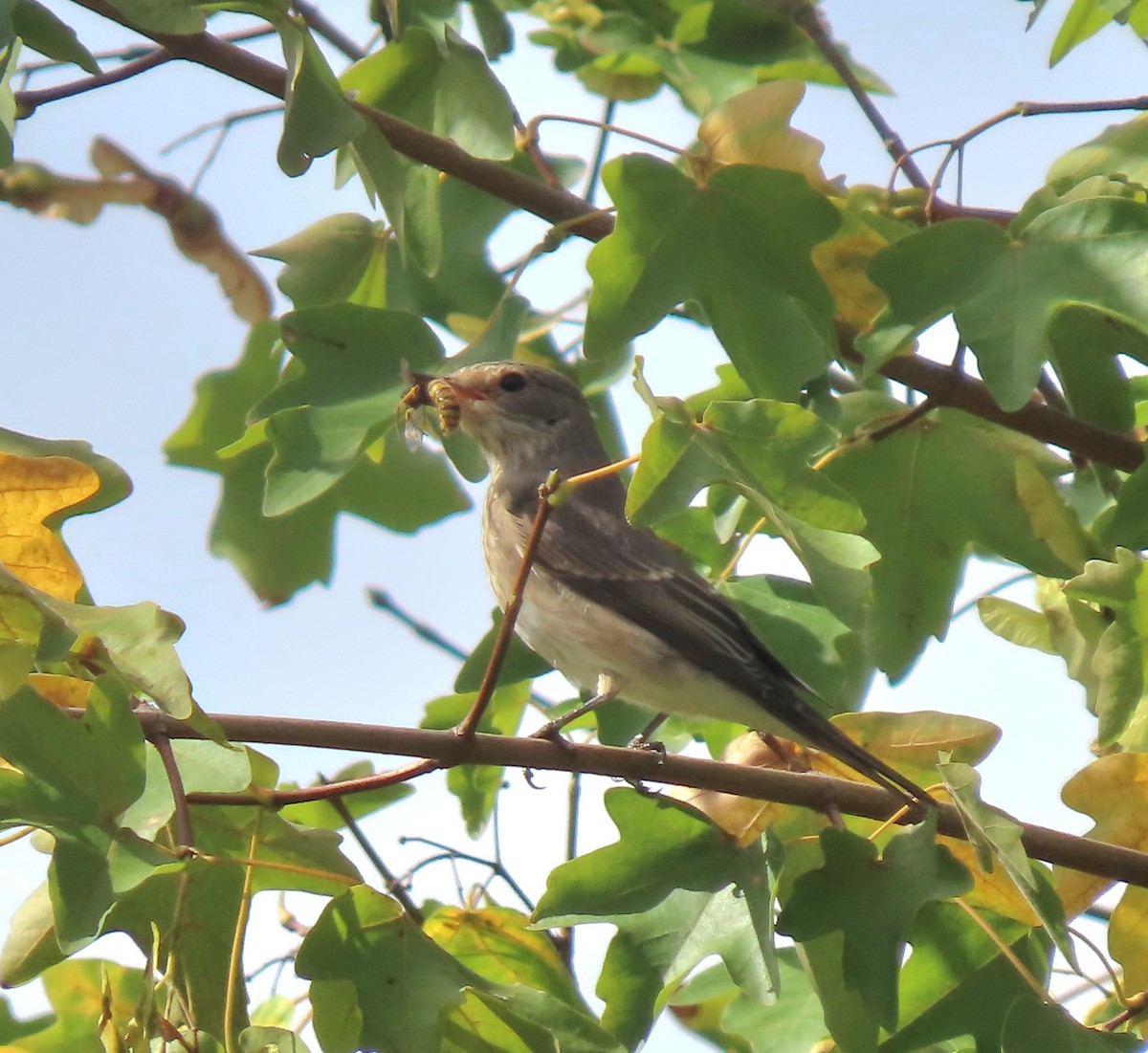 Spotted Flycatcher - ML641230946