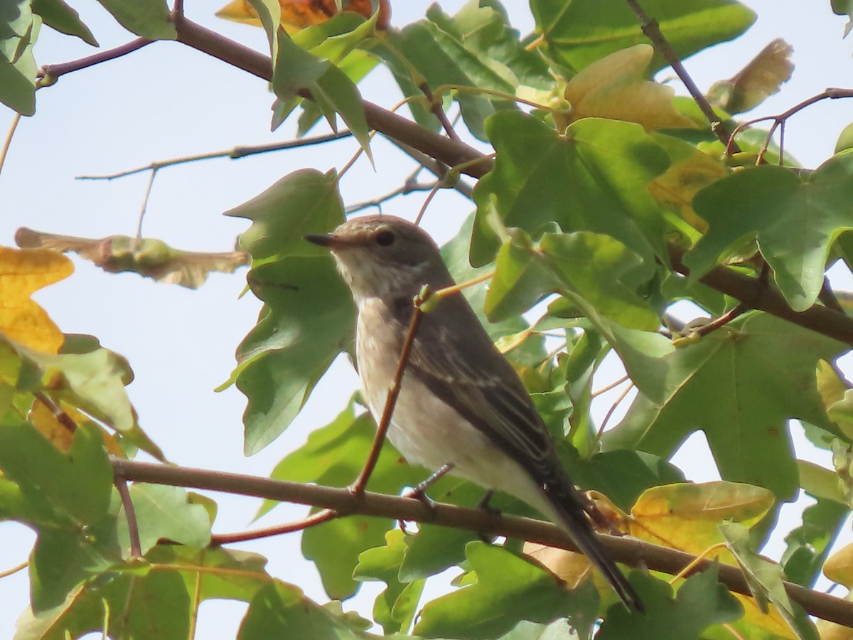 Spotted Flycatcher - ML641230947