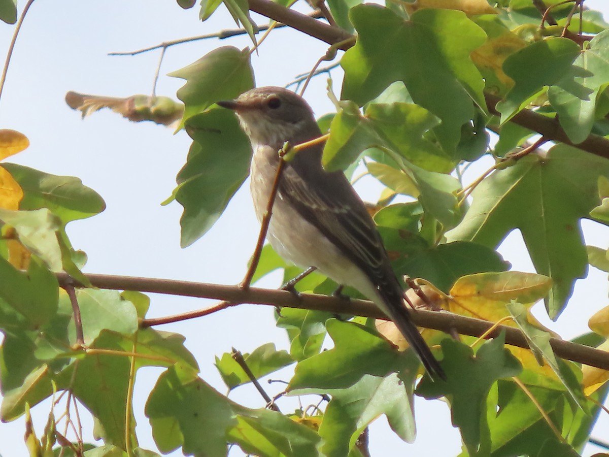 Spotted Flycatcher - ML641230948